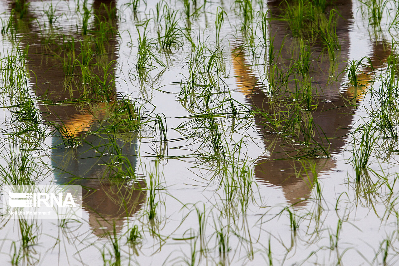 محدودیت کشت برنج در حوضه آبی دز و کارون وجود ندارد