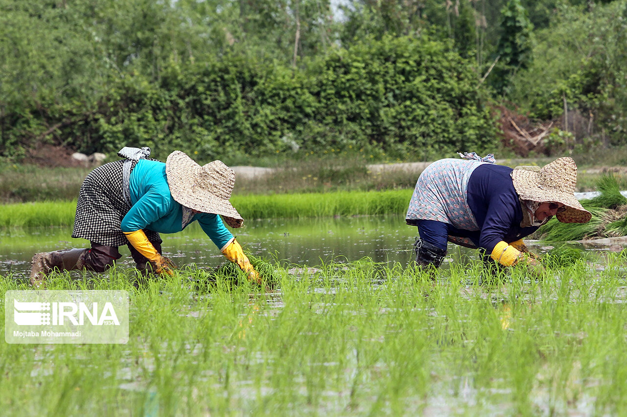 غفلط کشاورزان از آخرین سنگر دسترنج  غفلط کشاورزان از آخرین سنگر دسترنج