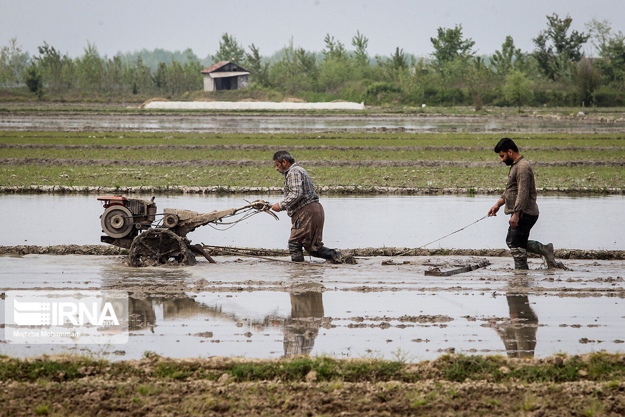 بحران کم آبی و نوبت بندی زودهنگام آب کشاورزی در مازندران