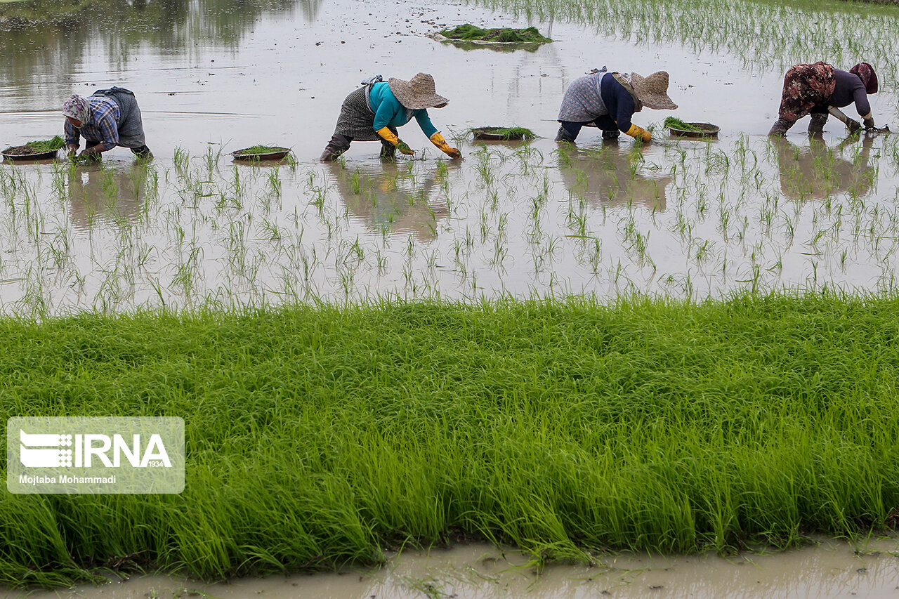 دولت محصول برنج ۱۲ هزار هکتار از اراضی گلستان را توافقی خریداری می‌کند