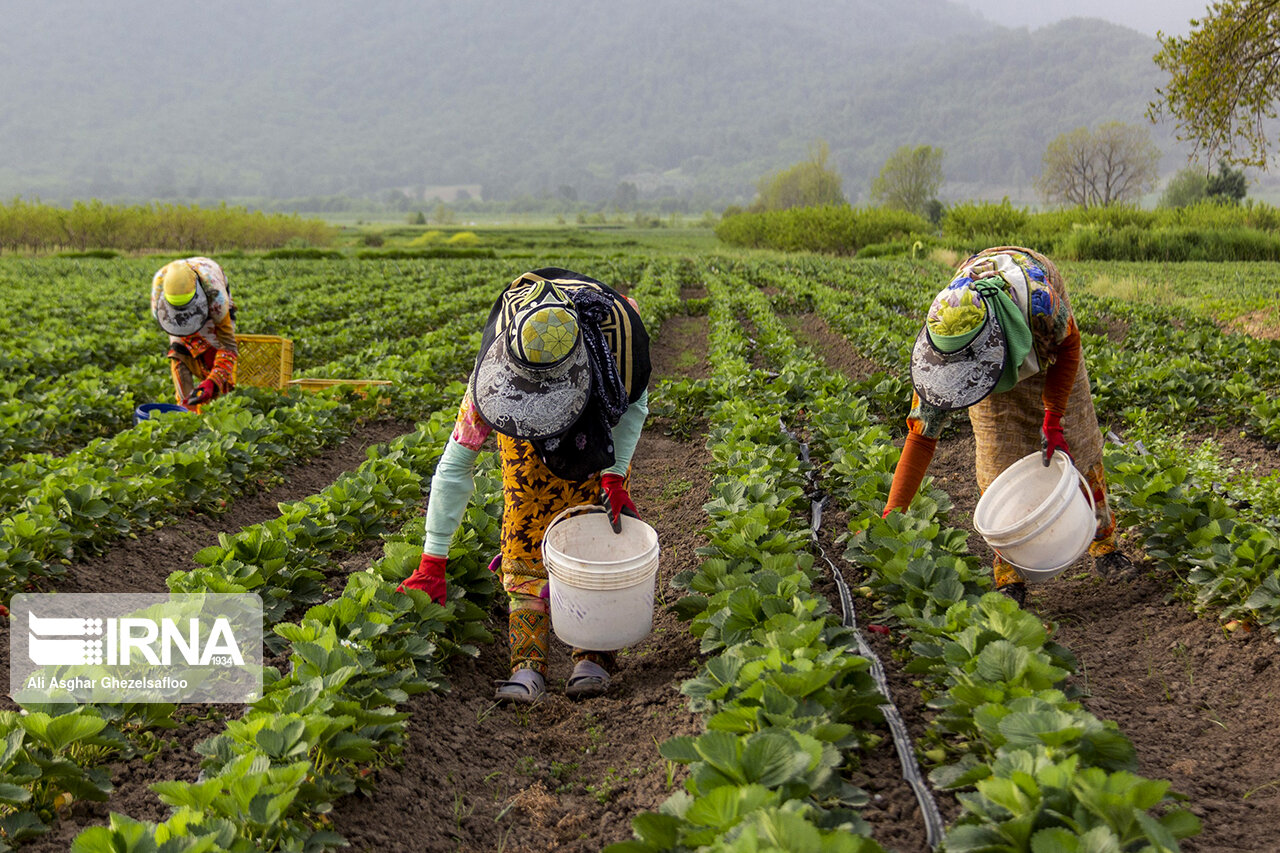 توسعه کشت محصولات ارگانیک در گلستان نیازمند حمایت و سرمایهگذاری توسعه کشت محصولات ارگانیک در گلستان نیازمند حمایت و سرمایهگذاری