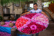 پرونده ثبت جهانی «گلاب‌گیری سنتی ایران» به یونسکو ارسال شد