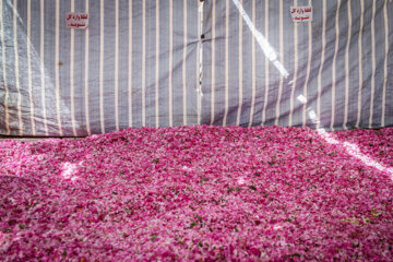 Festival de las flores y el Agua de rosas de Meymand