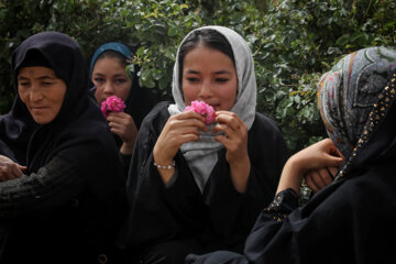 برداشت گل محمدی در مزارع قم