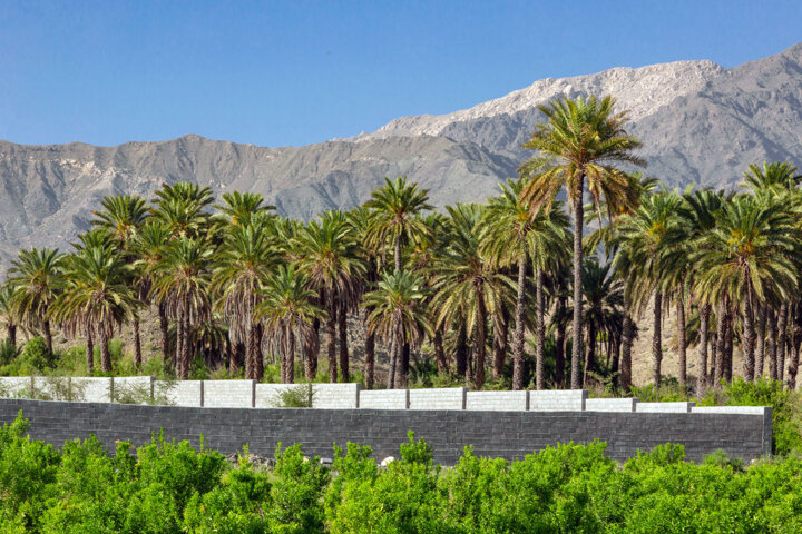 دم مسیحایی دولت سیزدهم برای جوان سازی نخیلات بوشهر