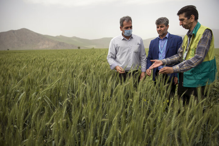 تدبیر دولت برای حمایت از کشاورزان در طرح جهش تولید دیمزارها