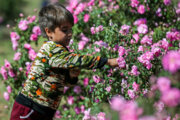 جشنواره ملی گل‌محمدی لاله‌زار در بام ایران معطر به نام سردار دل‌ها