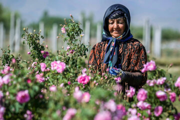 برداشت گل محمدی از مزارع بهار