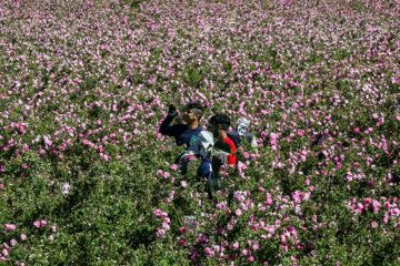 برداشت گل محمدی از مزارع بهار