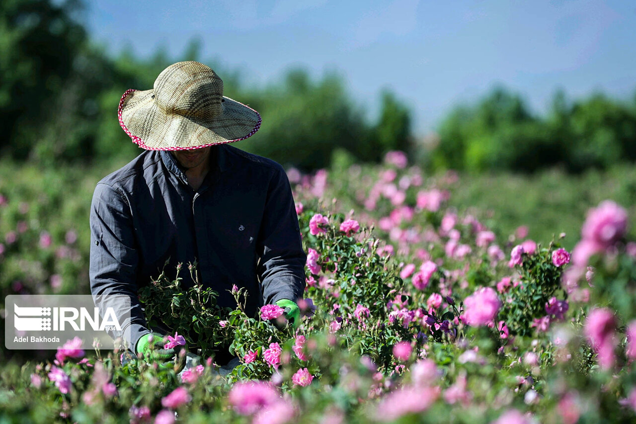 برگزاری نخستین جشنواره گلاب گیری در سنندج و چند خبر کوتاه دیگر برگزاری نخستین جشنواره گلاب گیری در سنندج و چند خبر کوتاه دیگر