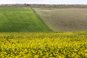 Cultivo de colza a orillas del lago Urmia