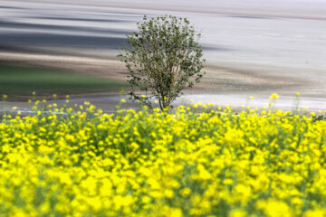 Les champs de Colza en fleurs du bord du lac d’Ourmia 