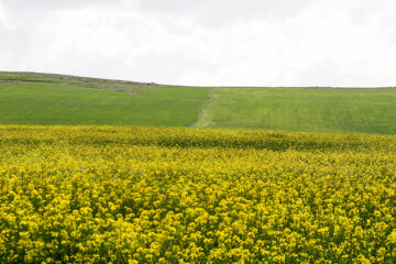 Cultivo de colza a orillas del lago Urmia