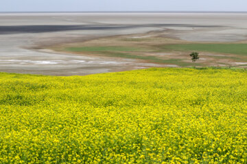 Les champs de Colza en fleurs du bord du lac d’Ourmia 