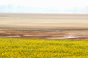 Cultivo de colza a orillas del lago Urmia