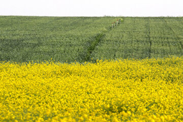 تغییر الگوی کشت در هندوستان ایران و آستینهایی که برای کلزا بالا زده شد