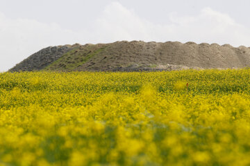 Cultivo de colza a orillas del lago Urmia