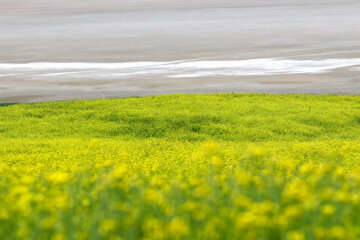 Cultivo de colza a orillas del lago Urmia