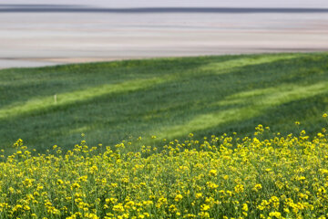 Cultivo de colza a orillas del lago Urmia