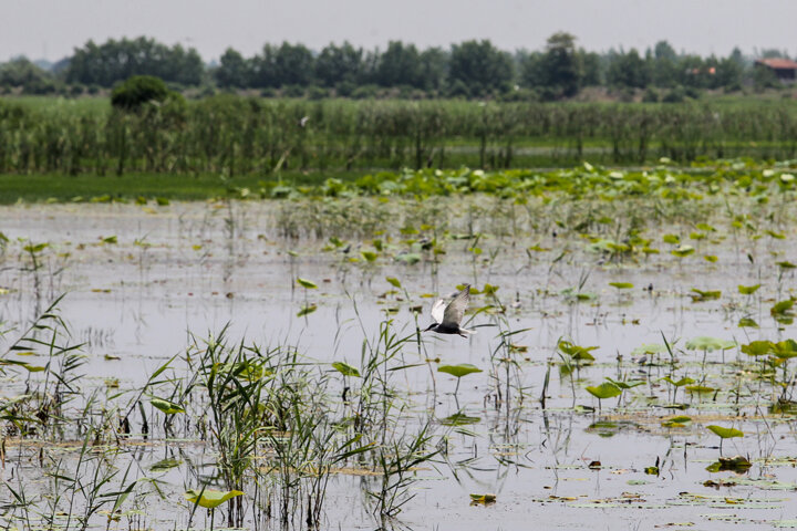 پرندهنگری باستانی در گیلان