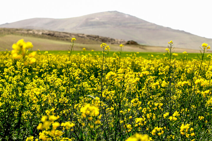 پیش بینی برداشت ۲۴۴ هزارتن گندم در استان تهران