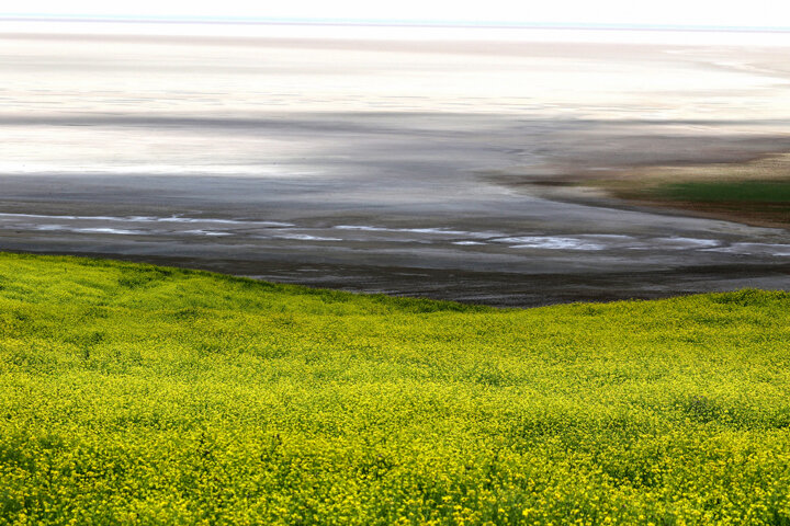 کشت کلزا در حاشیه دریاچه ارومیه