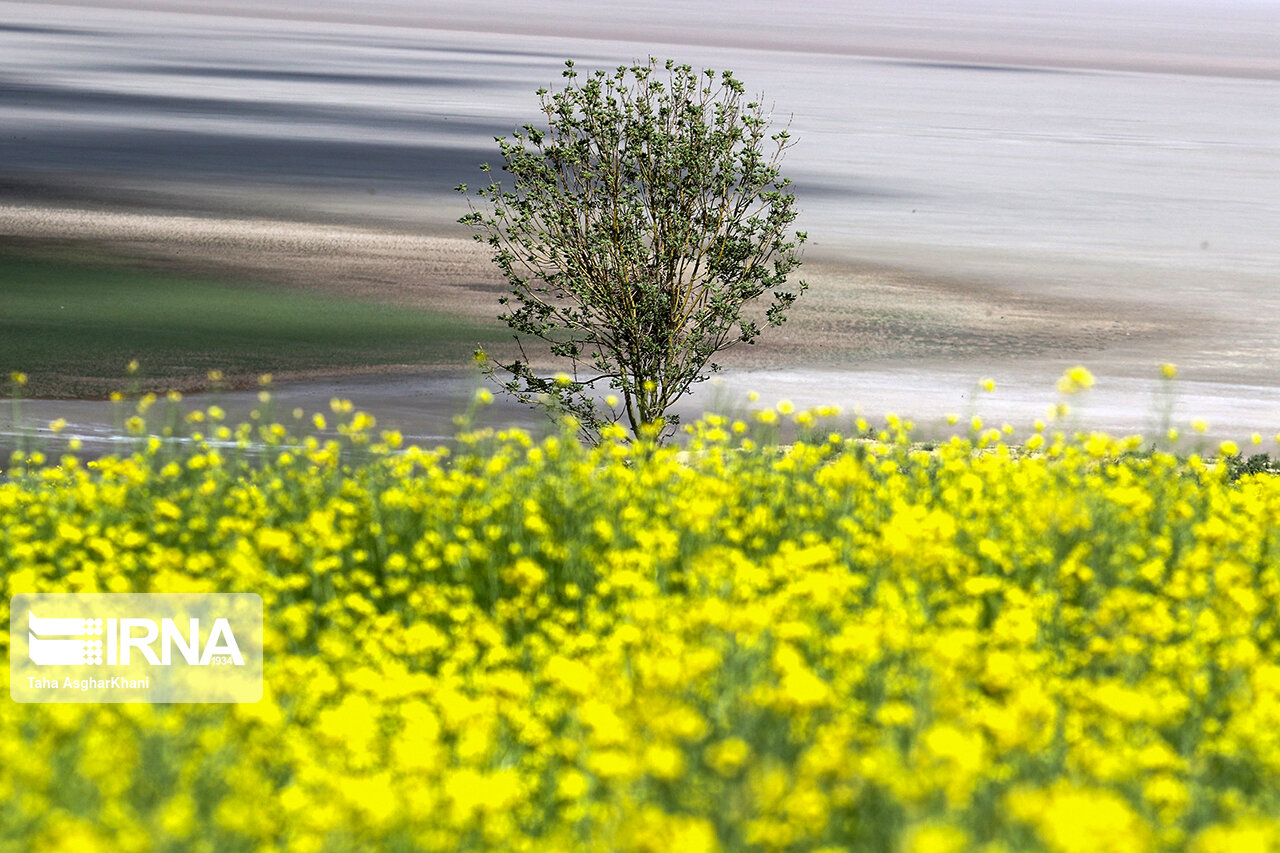 بیش از ۴۵۰۰ تن کلزا در قزوین ذخیره سازی شد