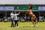 El Festival Nacional del bello caballo turcomano en la provincia del Golestán