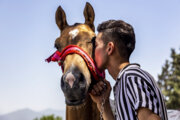 Schönheitswettbewerb für Pferde in Provinz Golestan