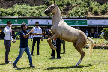 El Festival Nacional del bello caballo turcomano en la provincia del Golestán