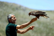 Iran : remise en nature des rapaces blessés secourus et réhabilités, dans les montagnes d’Alvand à l’ouest