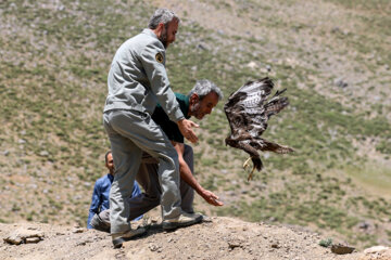 Iran : libération des rapaces blessés secourus et réhabilités dans les montagnes d’Alvand à l’ouest