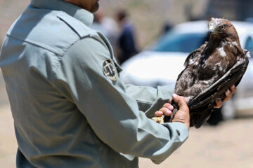 Liberadas 12 aves rapaces en Hamedan 