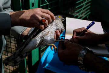 Liberadas 12 aves rapaces en Hamedan 