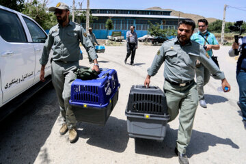 Liberadas 12 aves rapaces en Hamedan 