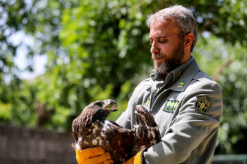 Liberadas 12 aves rapaces en Hamedan 