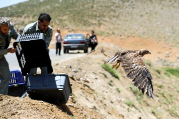 Iran : libération des rapaces blessés secourus et réhabilités dans les montagnes d’Alvand à l’ouest