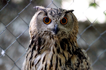 Liberadas 12 aves rapaces en Hamedan 