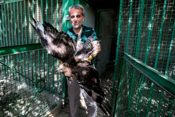 زخمی شکاری پرندوں کی علاج کے بعد رہائی