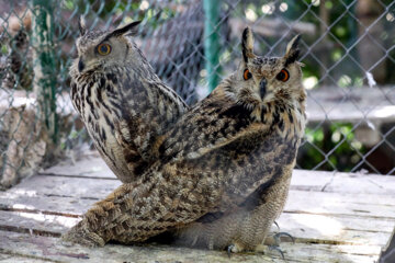 Liberadas 12 aves rapaces en Hamedan 