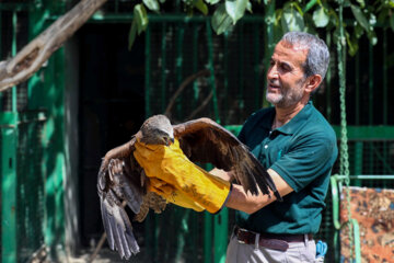 Liberadas 12 aves rapaces en Hamedan 