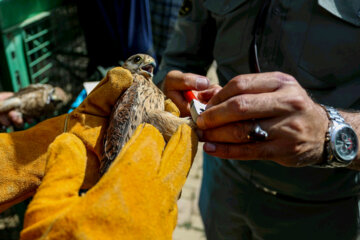 Liberadas 12 aves rapaces en Hamedan 