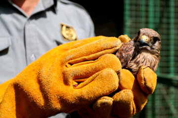 Liberadas 12 aves rapaces en Hamedan 