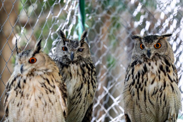 Iran : libération des rapaces blessés secourus et réhabilités dans les montagnes d’Alvand à l’ouest