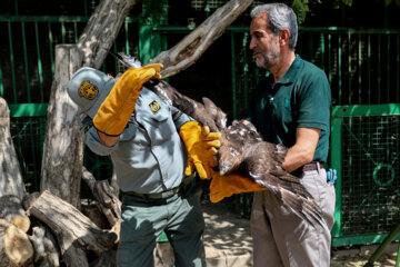 زخمی شکاری پرندوں کی علاج کے بعد رہائی