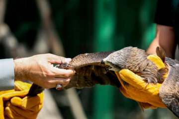 Liberadas 12 aves rapaces en Hamedan 