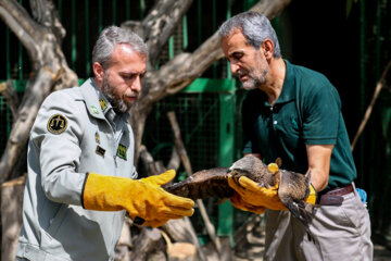 زخمی شکاری پرندوں کی علاج کے بعد رہائی