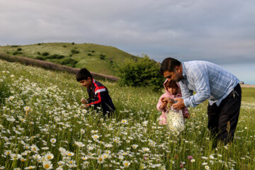 جشنواره گلهای بابونه در تفرجگاه فندقلوی نمین