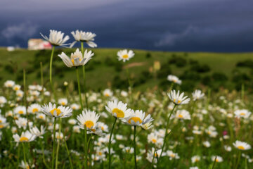 جشنواره گلهای بابونه در تفرجگاه فندقلوی نمین