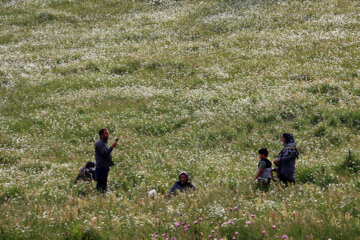 جشنواره گلهای بابونه در تفرجگاه فندقلوی نمین